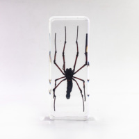 Artisanat en résine sur le thème des animaux : spécimens d'araignées, papillons et insectes réels en résine et ambre, idéal pour les ressources pédagogiques