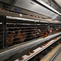 Cage de volaille pour animaux de ferme, comprend une cage 2 m, un équipement horticole pour élevage des poules, une couche métallique, avec batterie automatique
