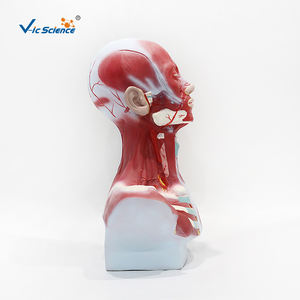 กายวิภาคของกะโหลกศีรษะมนุษย์กล้ามเนื้อศีรษะและลำคอ - Product Image 4