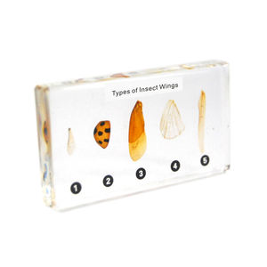 Gelsonlab HSBS-048 Espécimen de Centípedo y Milipede, Espécimen Biológico Encapsulado - Product Image 4