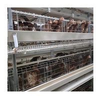 Cages à poulets d'occasion U-Best Steel automatiques de type H avec système de batterie et de ceinture à fumier pour l'élevage de poules pondeuses