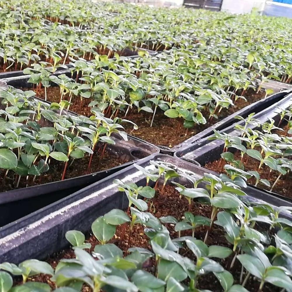 Завод рассады море медь саженцы