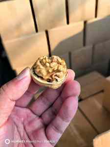 Hữu cơ số lượng lớn Quả Óc Chó hạt cao cấp khô trái cây trong vỏ nguyên <span class=keywords><strong>Pecan</strong></span> <span class=keywords><strong>Nuts</strong></span> bán buôn cao cấp quả óc chó để bán - Product Image 3