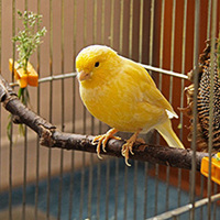 Perchoir en bois écologique et durable pour oiseaux, jouet à mâcher, support simple pour petits animaux, station pour perroquets, accessoires de cage, intérieur/extérieur