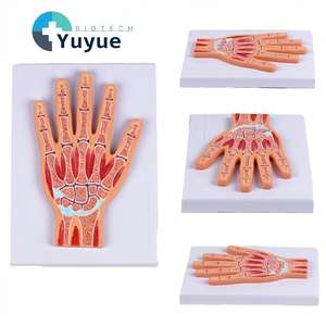 Modelo Anatómico <span class=keywords><strong>Seccional</strong></span> de Articulaciones de la Mano - Herramienta Educativa para Muñeca y Sistema Esquelético - Product Image 1