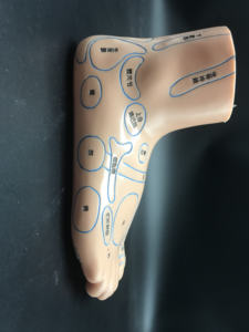 पैर एक्यूपंक्चर बिंदु एनाटॉमी मॉडल पर्यावरण के अनुकूल pvc प्लास्टिक चीनी चिकित्सा शिक्षण उपकरण कक्षा I - Product Image 5