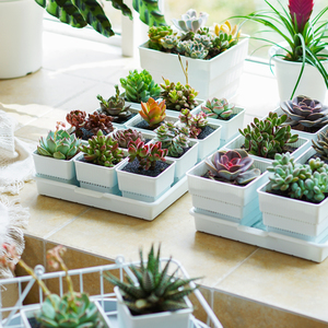 Meshpot Succulent Planter Pot with Holes, Small Square Cactus Plant Pot Indoor Herb Window Box Container