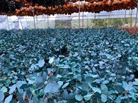 Feuilles d'eucalyptus conservées de haute qualité feuilles de pomme vraies fleurs pour décor de mariage et arrangement floral