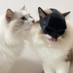 Chauve-souris chat Avenger masque Pet Costume accessoires Cosplay vêtements Fit la plupart des chats décoration Halloween chauve-souris chat masque chapeau - Product Image 4