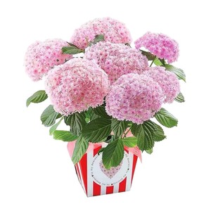Plántulas de Hortensia, Variedad Endless Summer, Fáciles de Cultivar, <span class=keywords><strong>Plantas</strong></span> en Maceta de un Galón, Florescen en las Cuatro Estaciones, <span class=keywords><strong>Resistentes</strong></span> - Product Image 5