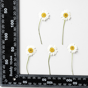 Flor de Manzanilla Seca Prensada <span class=keywords><strong>Real</strong></span> con Tallo, Especímenes de Flores Naturales en Resina Epoxi para el Día de la Madre y Navidad - Product Image 3