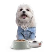 Bols pour animaux de compagnie modernes, portables, élégants, écologiques, imperméables, en acier inoxydable double, antidérapants, faciles à nettoyer, pour petits chiens et chats