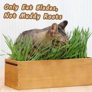 Indoor Grass Grow Plant <b>Garden</b> Kit Aged Yellow Removable Plastic <b>Liner</b> Grid Potting Soil Disks Set for Pet Growing - Product Image 4