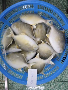 Pescado Pompano Dorado Congelado, 10 kg, 00-400 g, 400-500 g, 500-600 g, Empaque a Granel, Pieza Entera, <span class=keywords><strong>Trachinotus</strong></span> <span class=keywords><strong>Ovatus</strong></span> - Product Image 4