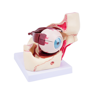 Modelo de Anatomía del Ojo Humano TB-02, Modelo de Enseñanza Médica para Oftalmología y Optometría - Product Image 1
