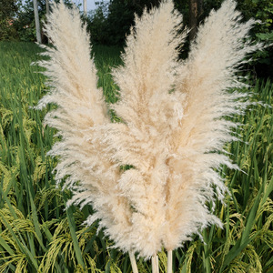 Decoración de Hierba de Pampas Artificial Esponjosa para Navidad, Bodas y Uso Doméstico - Tallos Altos - Product Image 2