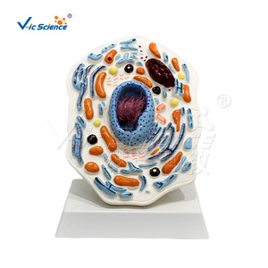 Modèle de grossissement de cellules animales, outil pédagogique biologique détachable pour les cours de biologie au collège et au lycée - Product Image 5