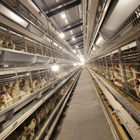 Équipement d'élevage de poulets de chair automatique moderne, cage à poulets de chair de type H