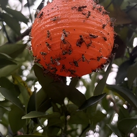 Kleverige insectenholle bal met fruitvliegferomoon Waterdichte plastic lijmvanger Boomgaard Hangende kleefvliegenvanger Niet-giftig