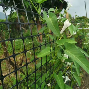 Géogide biaxial 15-50 kN avec prix de gros, vente de gabions, gabions tissés, gabions en <span class=keywords><strong>gravier</strong></span>, grille en plastique - Product Image 4