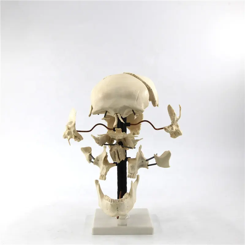 Anatomik kafatası kemikleri modeli iskelet modeli model beyin için