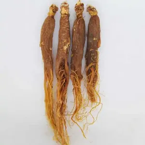Bột Nhân Sâm Đỏ Chiết Xuất Nhân Sâm Đỏ Ginsenosides - Product Image 5