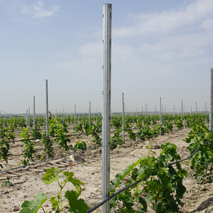 Pali per vigneto in acciaio resistente alle intemperie con finitura zincata a caldo per regioni costiere e umide - Product Image 2