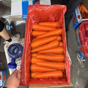Grossiste en carottes biologiques fraîches pour une qualité supérieure <span class=keywords><strong>et</strong></span> un prix avantageux, prêtes à consommer - Product Image 3