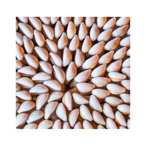 Coquillages cauris faits à la main de la mer du Vietnam Coquillages naturels pour la décoration, l'artisanat et la fabrication d'accessoires de mode - Product Image 4