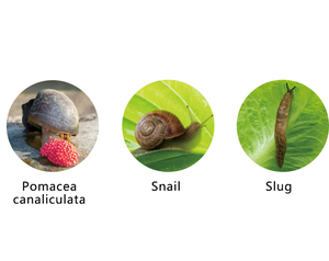 軟体動物食品の魅力GranulifususKiranus植物由来中国の漢方薬 - Product Image 4