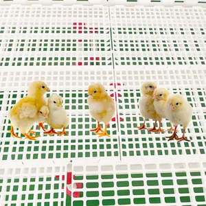 Chicken plastic slatted floor for poultry