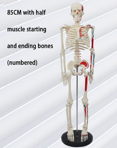 Sciedu 85cm Bộ Xương Thiết bị hiển thị Y Tế với một nửa của các cơ bắp bắt đầu và kết thúc (đánh số) Mô hình bộ xương người - Product Image 4