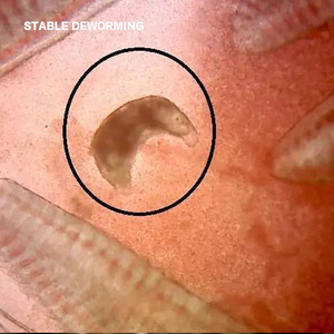 Xử lý nước không có ký sinh trùng: Hỗ trợ nước sạch và hệ sinh thái cân bằng - Product Image 4