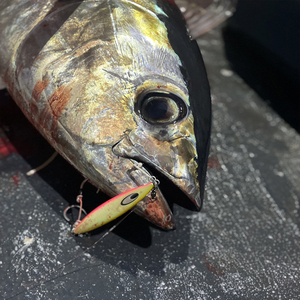 Daiwa Saltiga SK Metal lento mar pesca señuelo Jiging 200g 250g duro Artificial Bionics cebo atún jigs - Product Image 4