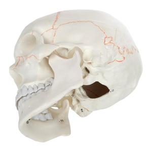 Gelsonlab-Cráneo humano <span class=keywords><strong>de</strong></span> 3 partes, tamaño real, numerado con calvarium extraíble para ciencia médica - Product Image 6