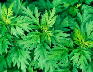 최고 등급 천연 쑥 잎 추출물 aiye 잎 추출물 분말 쑥 잎 추출물 분말 - Product Image 3