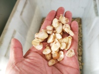 Macchina Commerciale per Tagliare Mandorle, Taglierina Diretta dalla Fabbrica per Arachidi, Anacardi, Nocciole, Impianti Alimentari