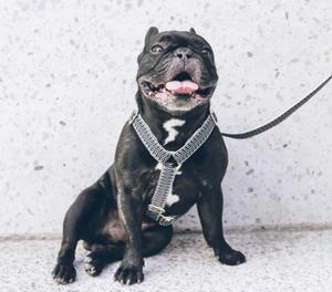 Effen Patroon Nylon Hondensnuit Met Reflecterende Kenmerken Afgescheiden Zachte Halsband Van De Hond Voorkomt Het Gepersonaliseerd Nemen Van De Mond - Product Image 6