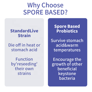 Hot Selling Probiotics Extracts Capsules Spore Based Probiotics Supplement Support Gut Health Effectively Reconditioning Gut - Product Image 5
