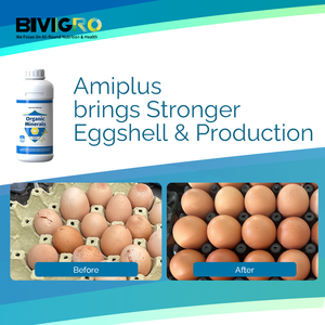 Amiplus Amino Asit Şelatlı Organik Çoklu Mineral Kompleksi Kanatlı Tavuklar, Broiler ve Yumurtacı Tavuklar için Oral Solüsyon Takviyesi - Product Image 5