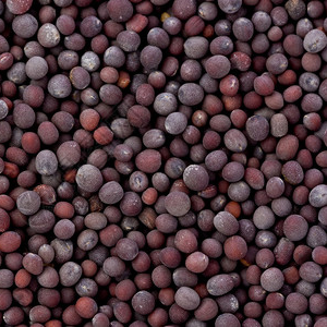 Mù tạt giá bán buôn số lượng lớn chất lượng cao gia vị khô Đen mù tạt hạt giống - Product Image 6