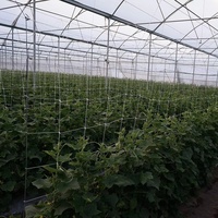 Extruded PP Klimplanten Net - Robuust plantenondersteunend gaas voor bonen, komkommer, tomaat, erwten