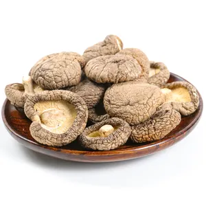 Jamur Shiitake yang bisa dimakan, sangat kering