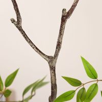 Planta Artificial de Nandina Domestica en Maceta, Decoración para Interiores, Hogar, Oficina, Jardín, Árboles Artificiales, Plantas Falsas