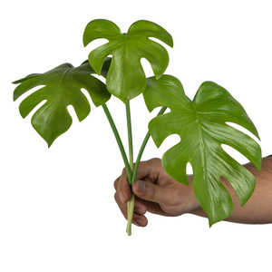 Pianta Artificiale Monstera in Poliuretano per Interni/Esterni, Decorazione Casa, Ornamento per Matrimoni e Festival - Product Image 5
