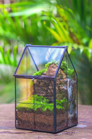 Kit Terarium Tanaman Udara Ramah Lingkungan Modern dengan Vas Kaca dan Bola Kaca untuk Penggunaan di Meja Rumah