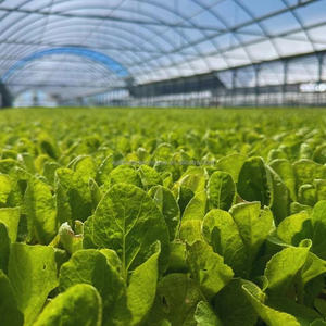 Serre agricole multi-span bon marché pour la culture hydroponique choux tomates - Product Image 1