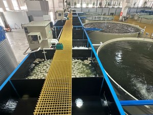 Système d'aquaculture d'élevage de poissons Tilapia Ras en intérieur et en extérieur, conception de l'équipement de filtration à tambour pour la pisciculture - Product Image 3