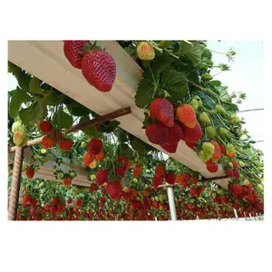 G&N PVC Gutter Growing Strawberry Tower Garden Vertical Hydroponic System For Grow Channel System