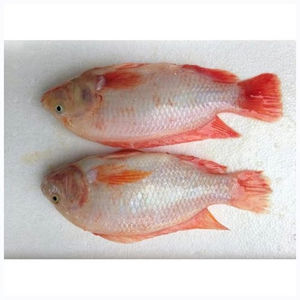 Tilapia Orgánica de Grado AA Importada del Reino Unido, Baja en Colesterol, Alta en Proteínas, Recomendada por Nutricionistas, Pescado Saludable Congelado, Libre de Grasas Trans 2 - Product Image 4